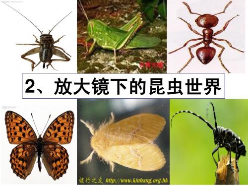 六年级下册科学1—2《放大镜下的昆虫世界》