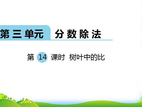 新苏教版六年级数学上册第14课时 树叶中的比-课件