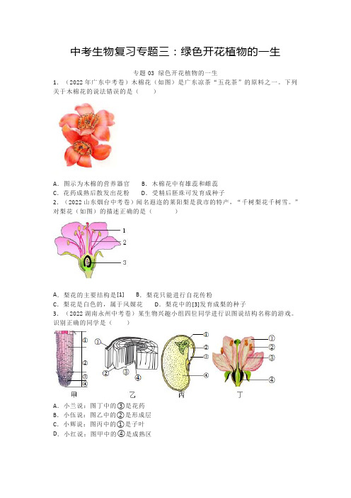 中考生物复习专题三：绿色开花植物的一生