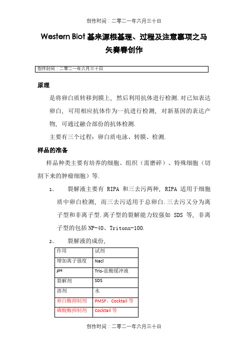 Western Blot基本原理、过程及注意事项