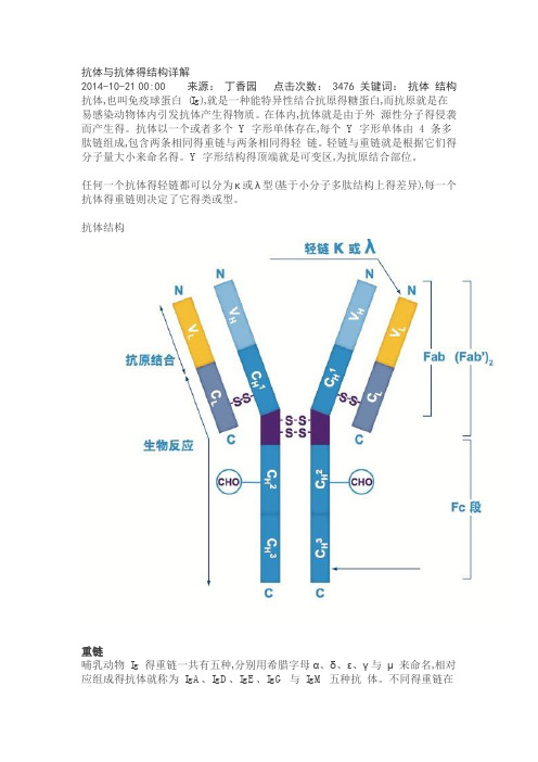 抗体和抗体的结构详解