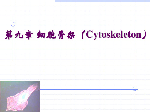细胞生物学第九章 细胞骨架