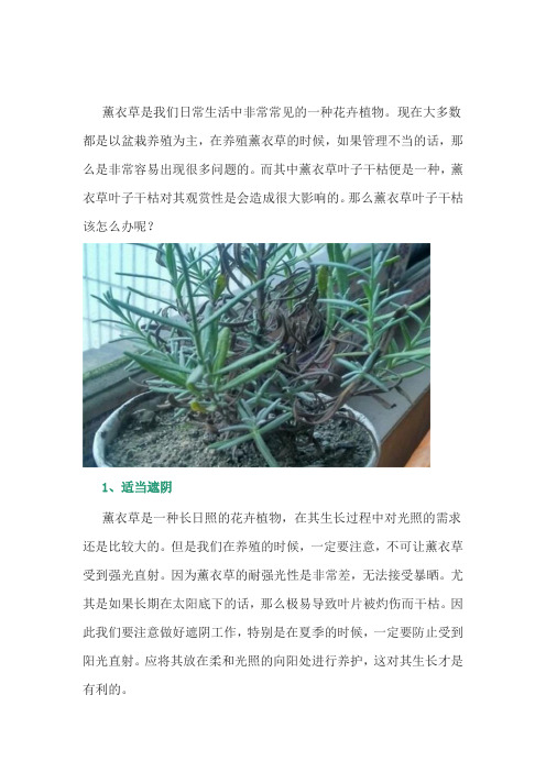 养花经验：薰衣草叶子干枯该怎么办呢？