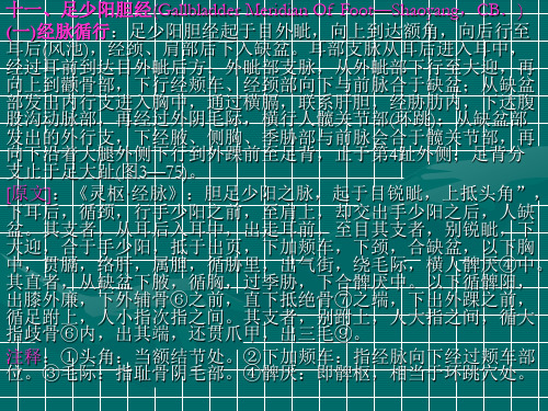 11足少阳胆经 PPT课件