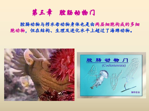 普通动物学 腔肠动物门