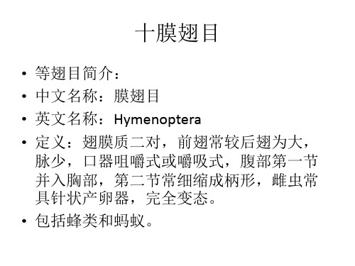 十膜翅目