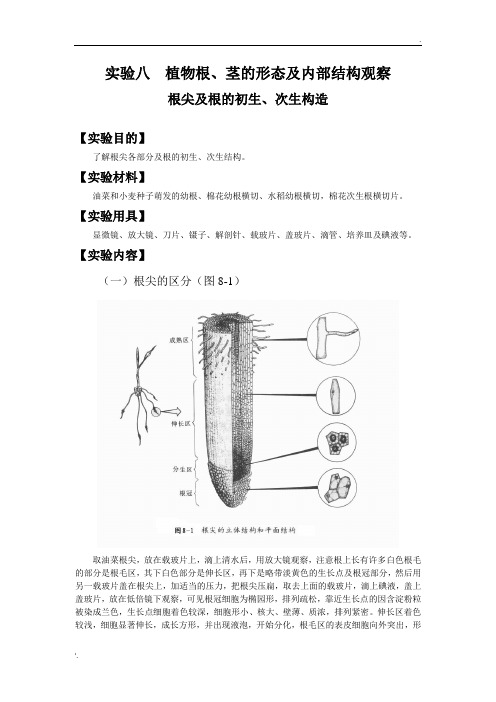 实验八  植物根茎的形态及内部结构观察