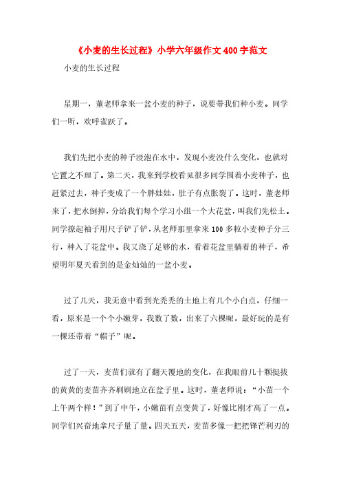 《小麦的生长过程》小学六年级作文400字范文