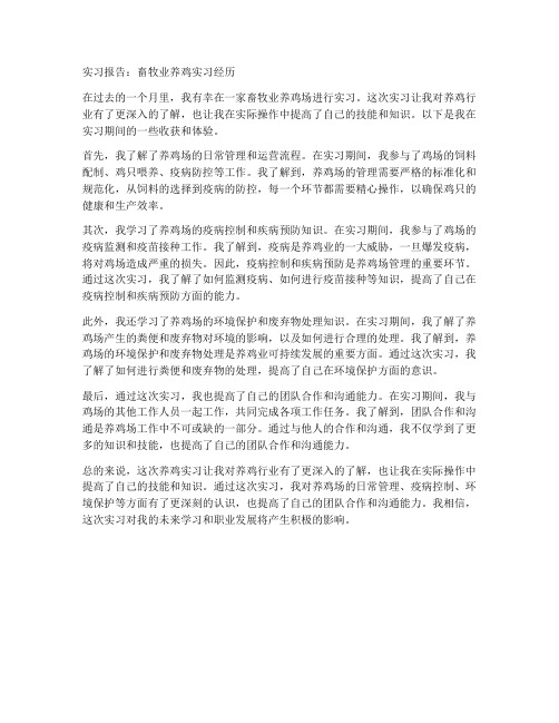 畜牧业养鸡实习报告