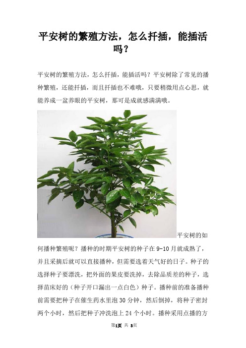 平安树的繁殖方法，怎么扦插，能插活吗？