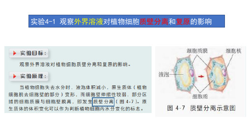 探究实验4-1 观察外界溶液对植物细胞质壁分离和复原的影响-【爱上生物课上海版】2023-2024