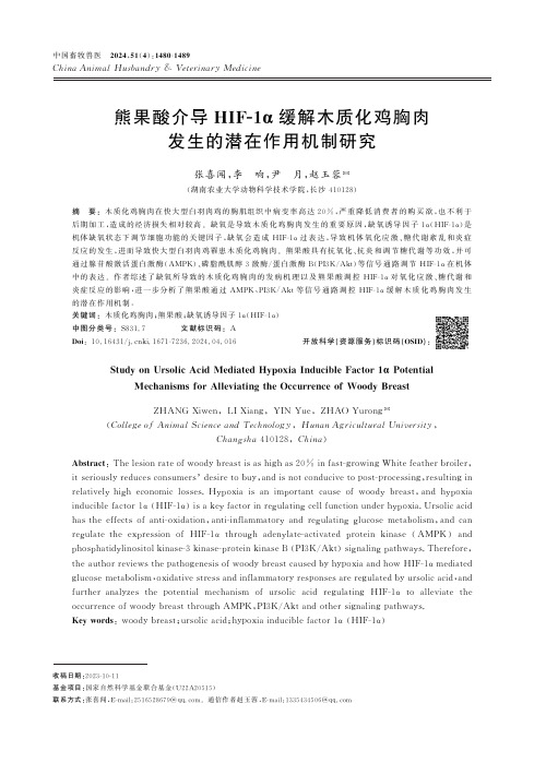 熊果酸介导HIF-1α缓解木质化鸡胸肉发生的潜在作用机制研究