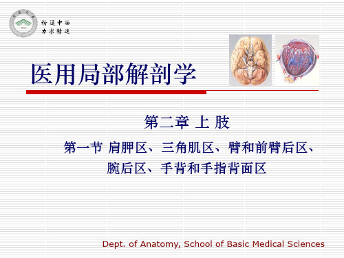 医用局部解剖学-肩胛区、三角肌区、臂和前臂后区、腕后区、手背和手指背面ppt课件