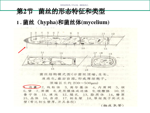 食药用真菌食用菌的生物学基础