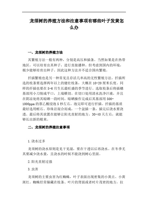 龙须树的养殖方法和注意事项有哪些叶子发黄怎么办