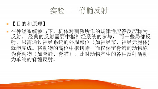 高中生物脊髓反射PPT课件