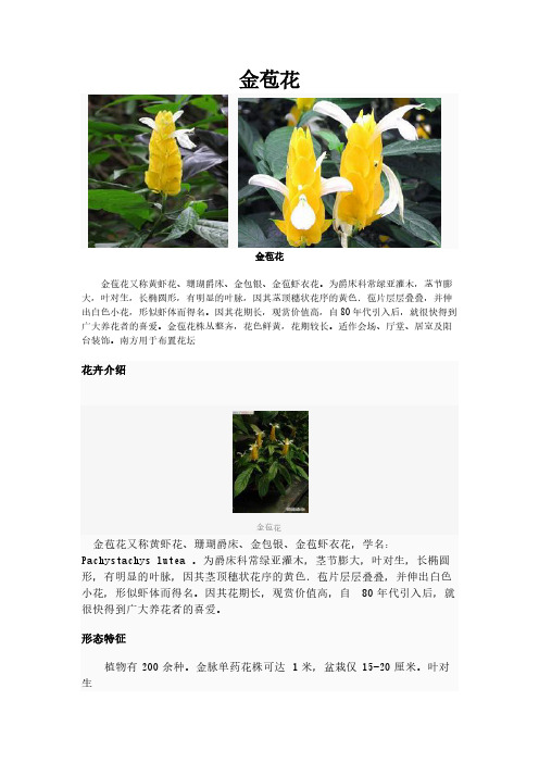 [VIP专享]花卉百科：金苞虾衣花