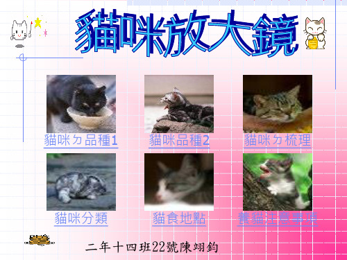 养猫注意事项.ppt