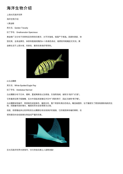 海洋生物介绍