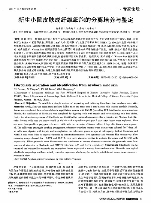 新生小鼠皮肤成纤维细胞的分离培养与鉴定