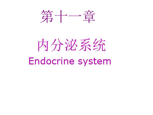 内分泌系统PPT课件