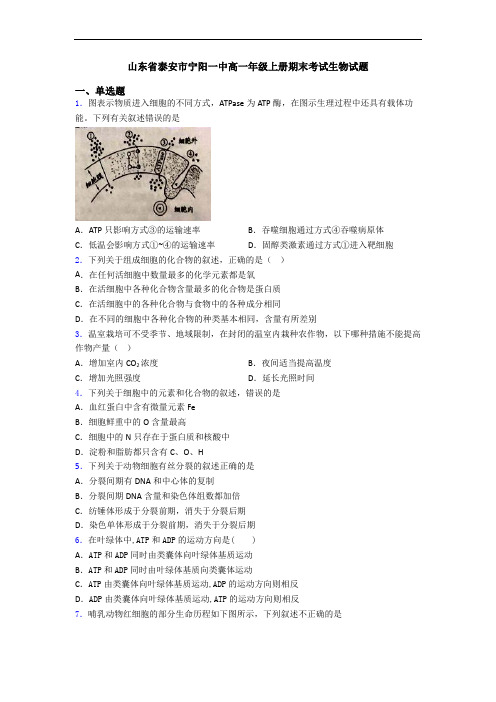 山东省泰安市宁阳一中高一年级上册期末考试生物试题