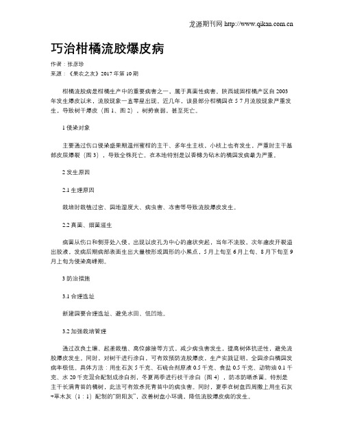 巧治柑橘流胶爆皮病