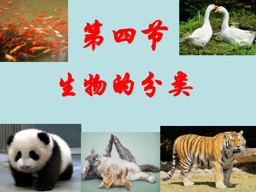 苏教生物八年级上册第5单元第14章第四节 生物的分类课件(共19张PPT)