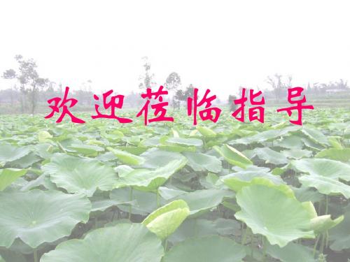 初中语文《藕与莼菜》(共11张)ppt1