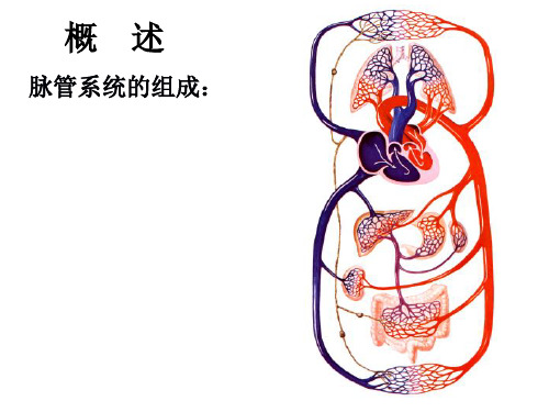 脉管系统概述心