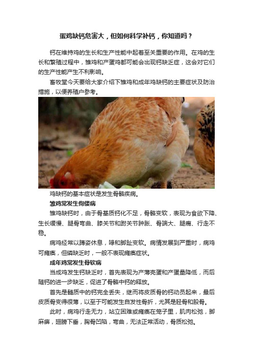 蛋鸡缺钙危害大，但如何科学补钙，你知道吗？