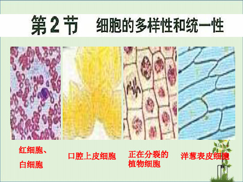 12--细胞的多样性和统一性总结