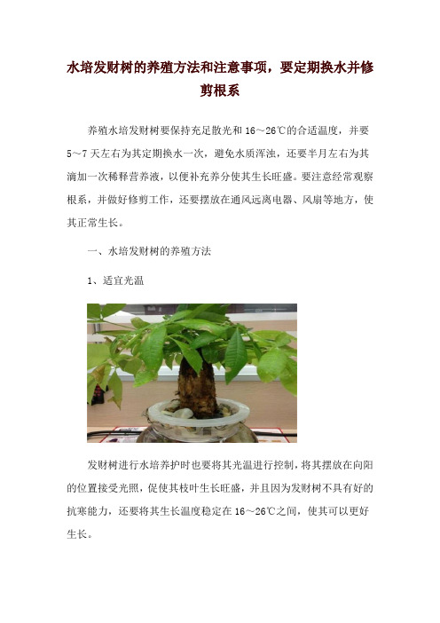 水培发财树的养殖方法和注意事项,要定期换水并修剪根系