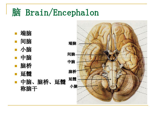 系统解剖学：脑干