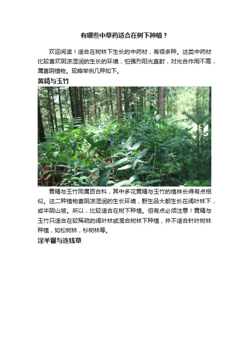 有哪些中草药适合在树下种植？