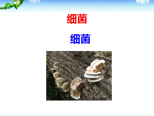 细菌和真菌(课件)六年级上册科学青岛版