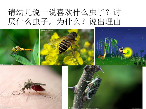 昆虫的秘密ppt课件