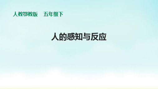 人教鄂教版五年级下册科学《人的感知与反应》课件