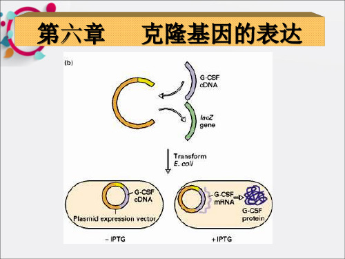 《克隆基因的表达》PPT课件