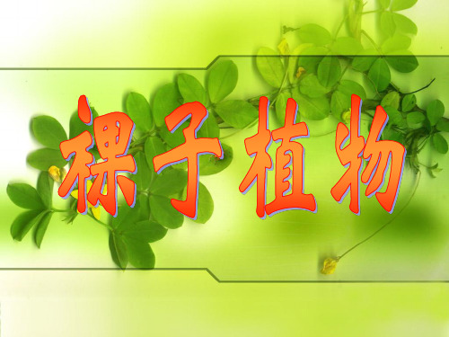 裸子植物PPT课件 冀教版