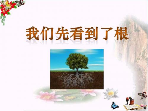 我们先看到了根_植物的生长变化PPT优秀课件2