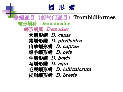 【宠物寄生虫PPT】  蠕形螨病