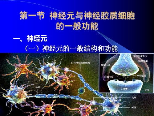 神经系统的功能