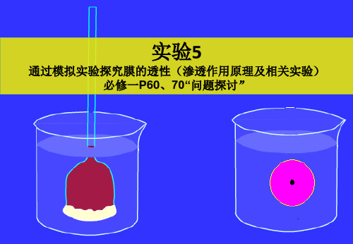 实验5-通过模拟实验探究膜的透性