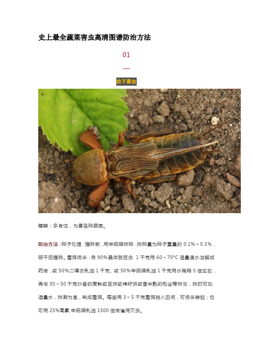 史上最全蔬菜害虫高清图谱防治方法