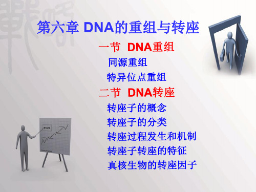 第六章DNA的重组与转座4