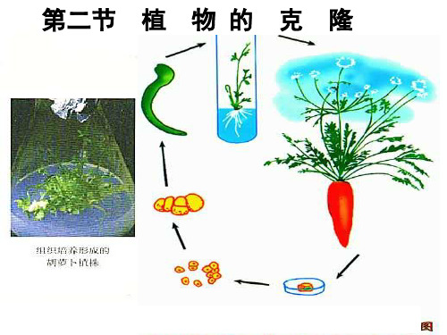 植物克隆