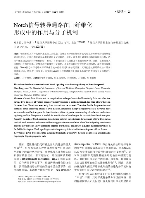 Notch信号转导通路在肝纤维化形成中的作用与分子机制