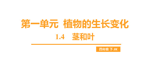 1.4 茎和叶(课件)教科版科学四年级下册