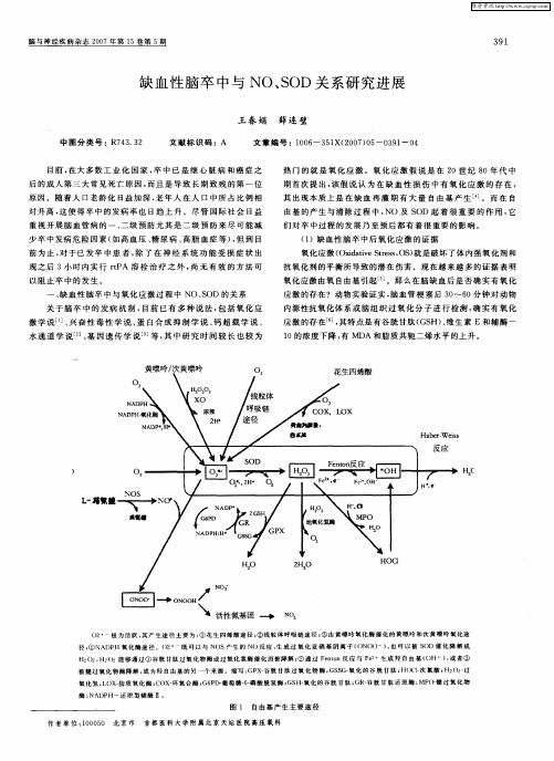 缺血性脑卒中与NO、SOD关系研究进展